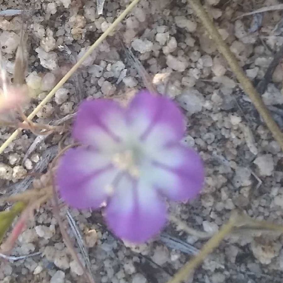 Linear-leaf phacelia 5