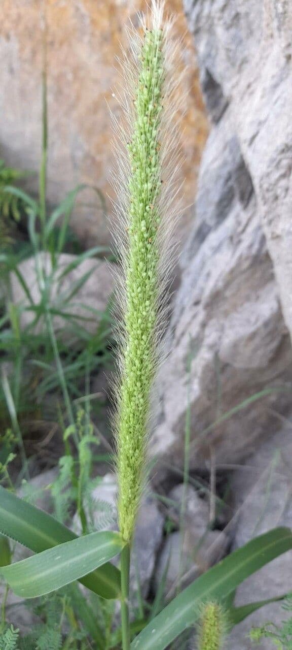 Setaria