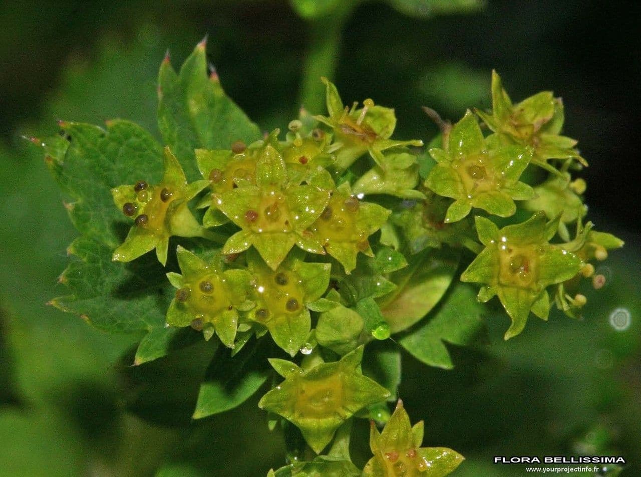 Alchemilla coriacea 4