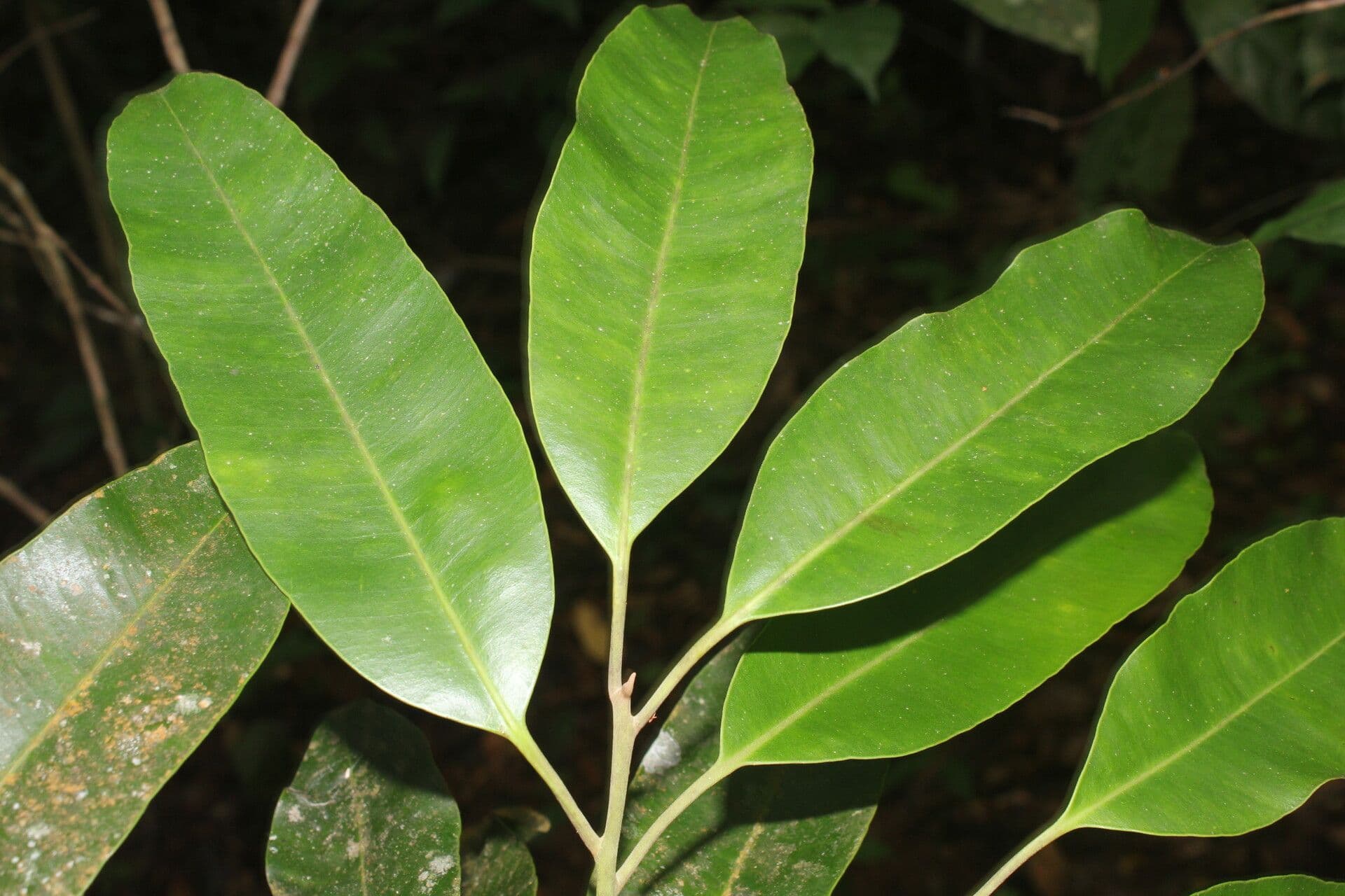 Aspidosperma 5