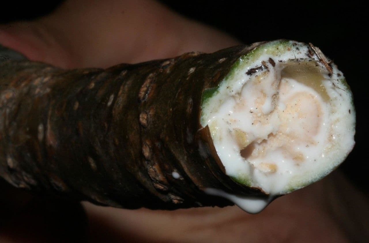 Bursera 4