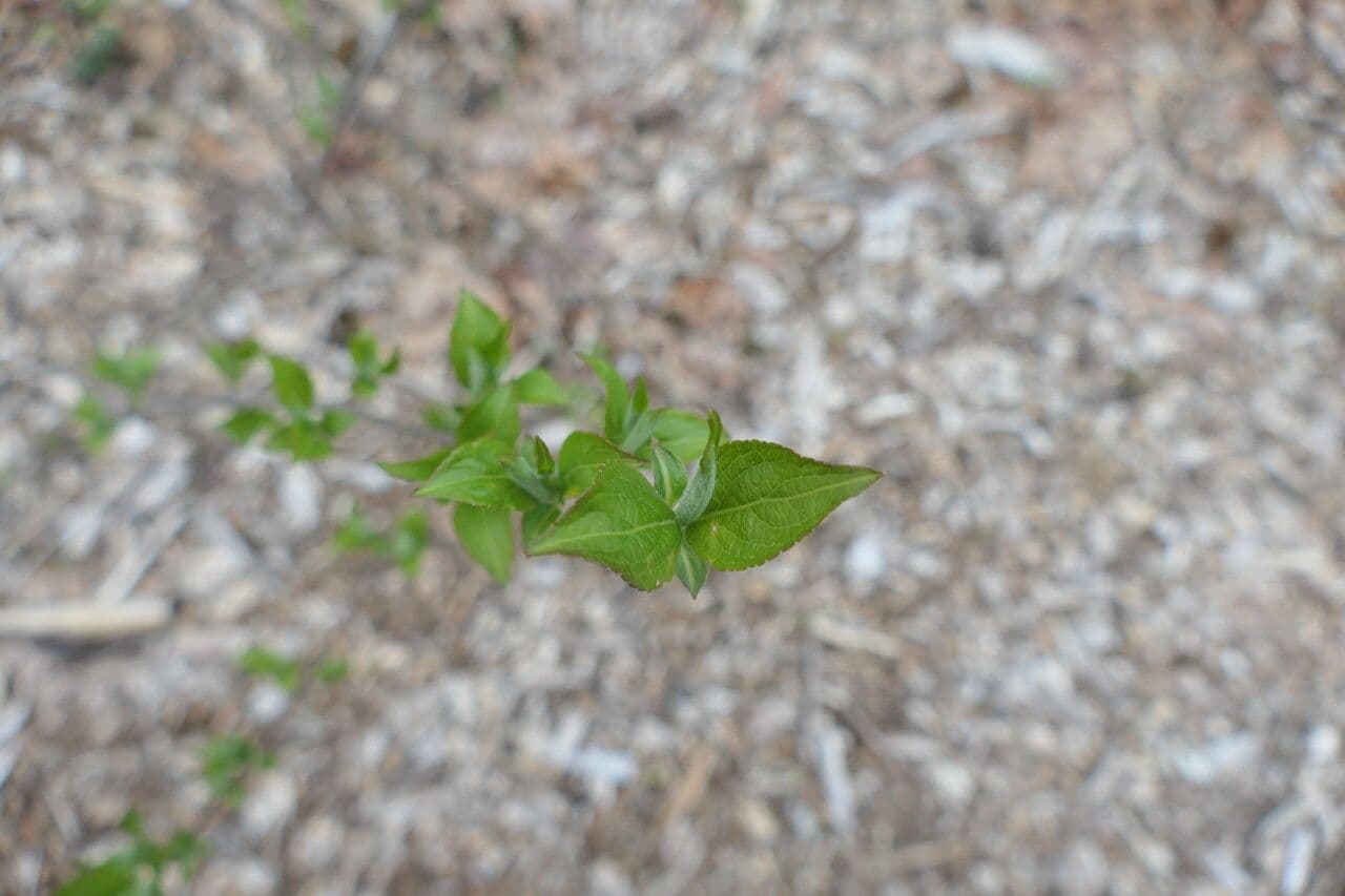 Weigela Japonesa 2