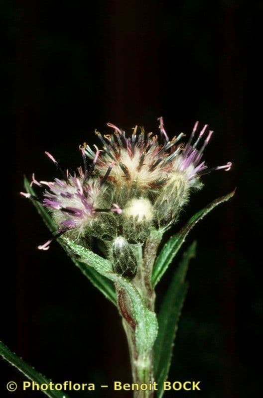 Saussurea 4