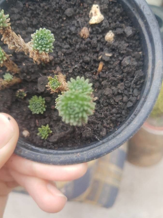 Borracina snella 3