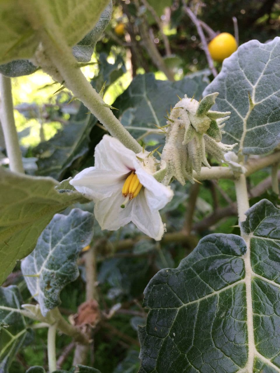 Solanum furcatum