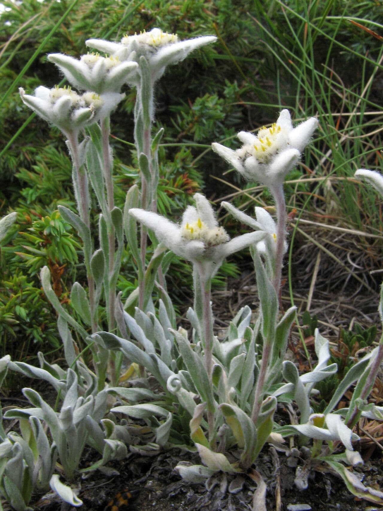 Plesnivec alpský 22