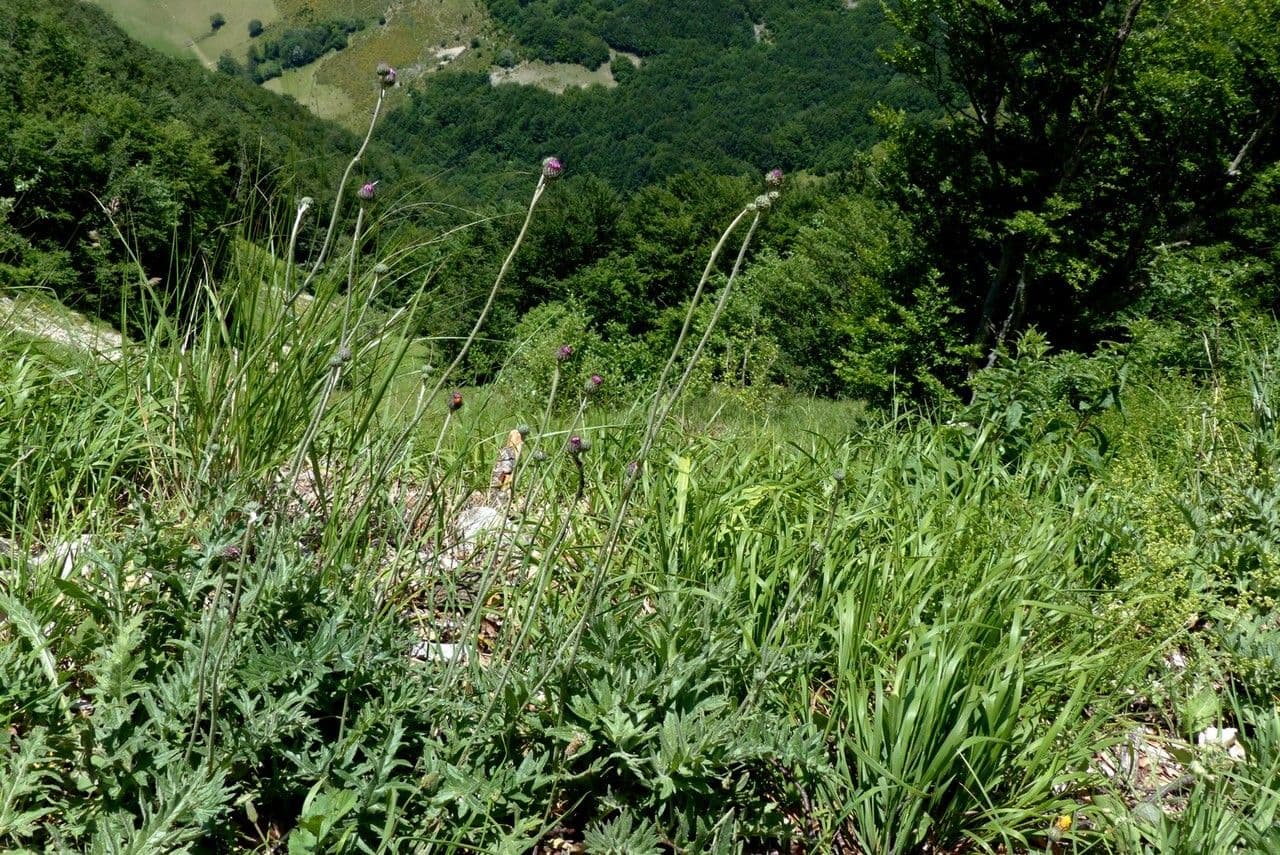 Knollen-Distel 11