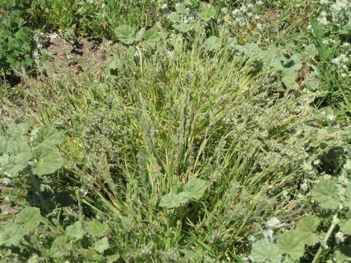 Orcuttia californica 2