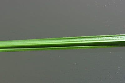 Carice tribuloide 13