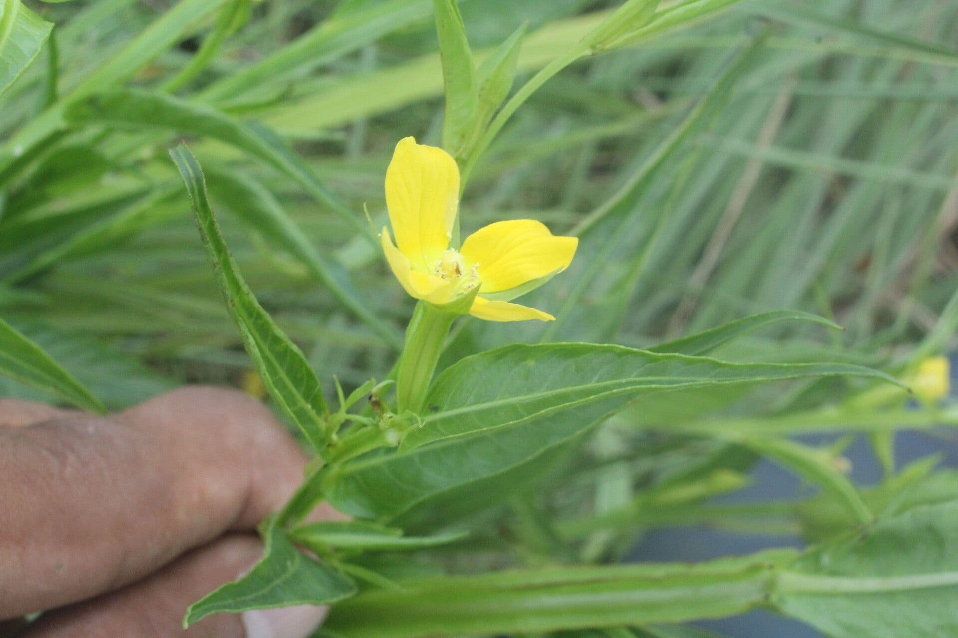 Ludwigia decurrente 13