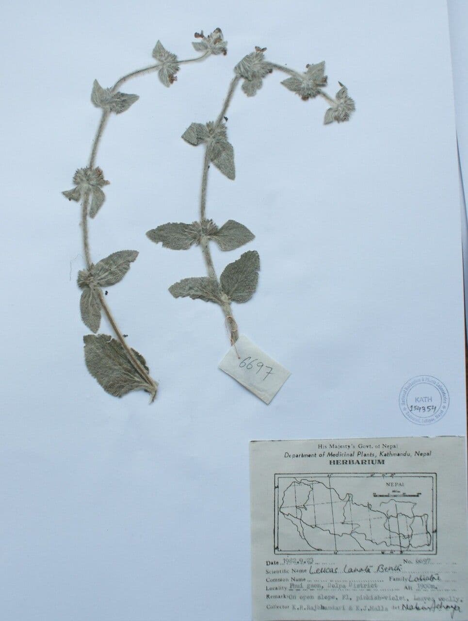 Leucas 9