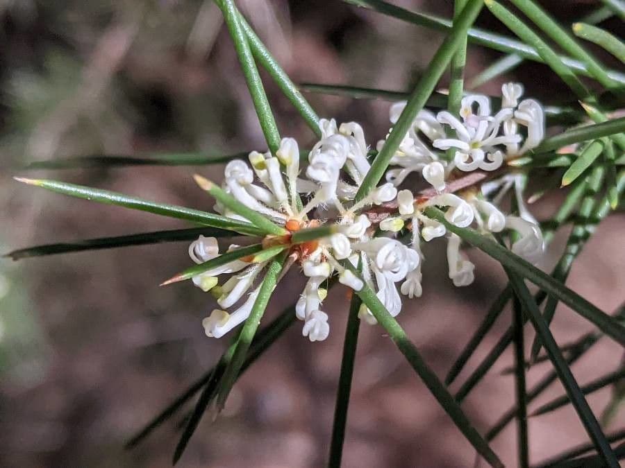 Hakea sericea 7