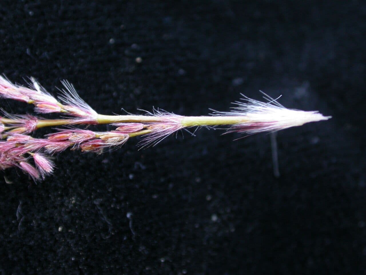 Zuckerrohr 3