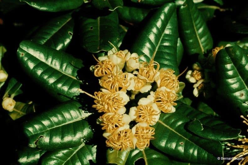 Xanthostemon sulfureo