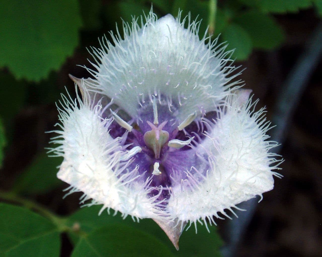 Calochortus 5
