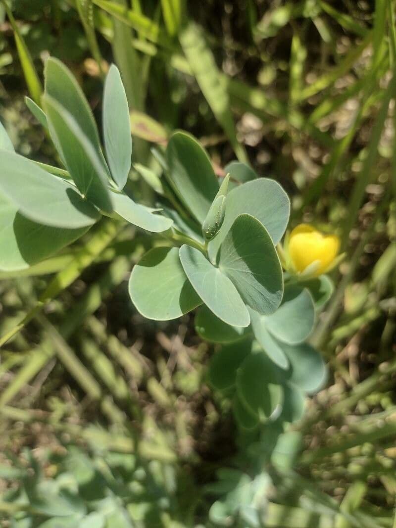Desvauxs Mimose 11