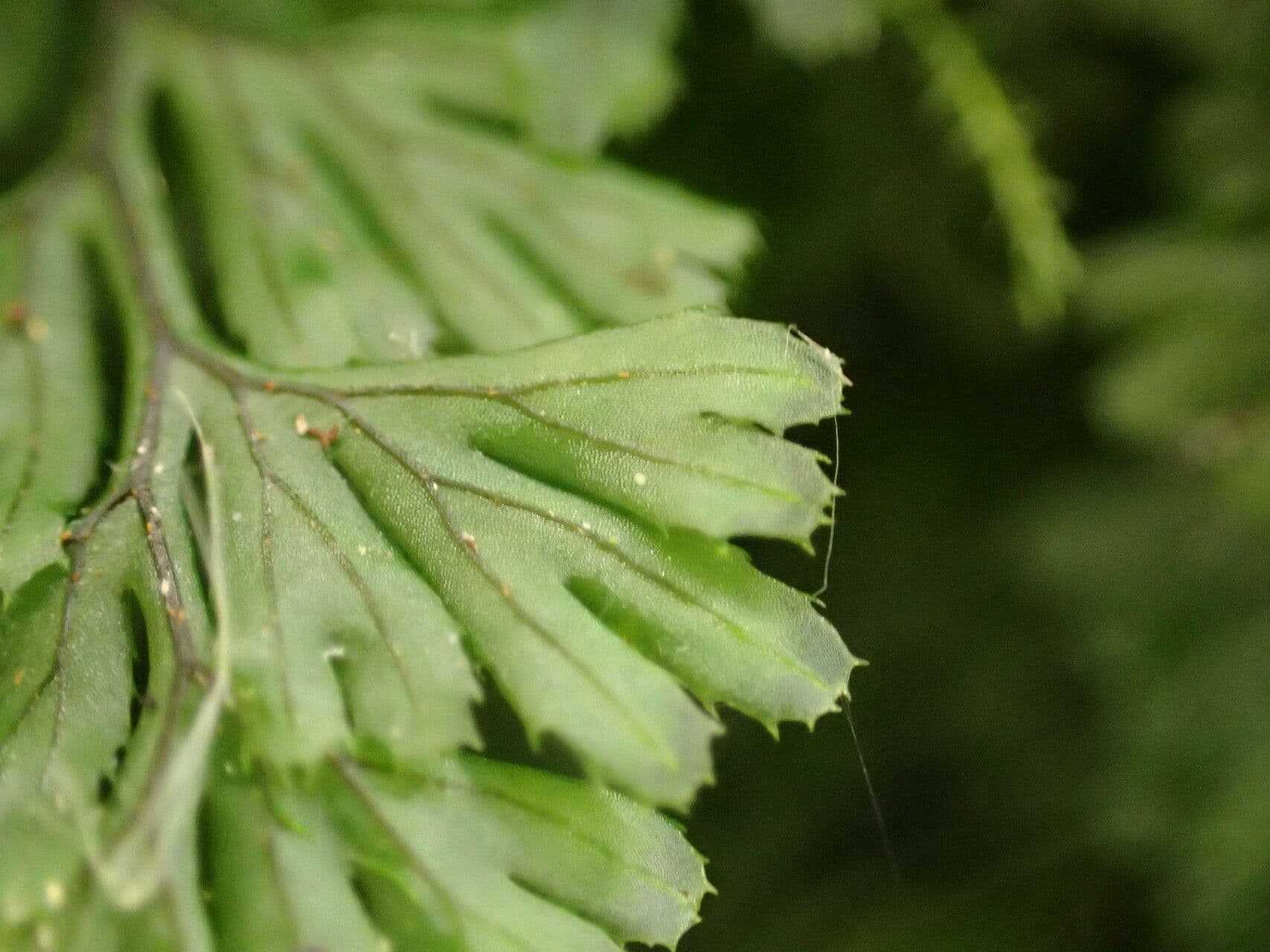 Braunes Hymenophyllum 18