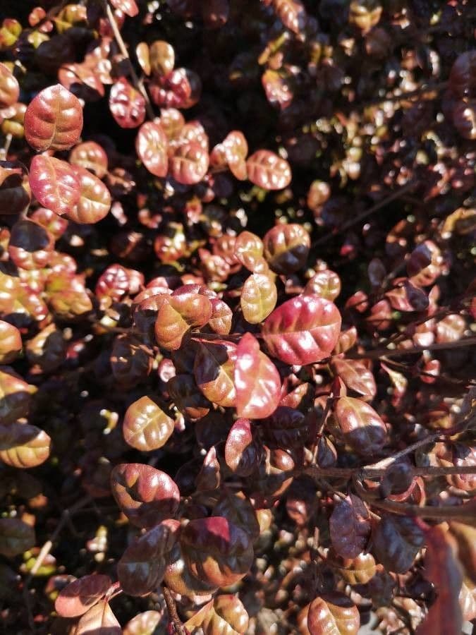 Lophomyrtus bullata 2
