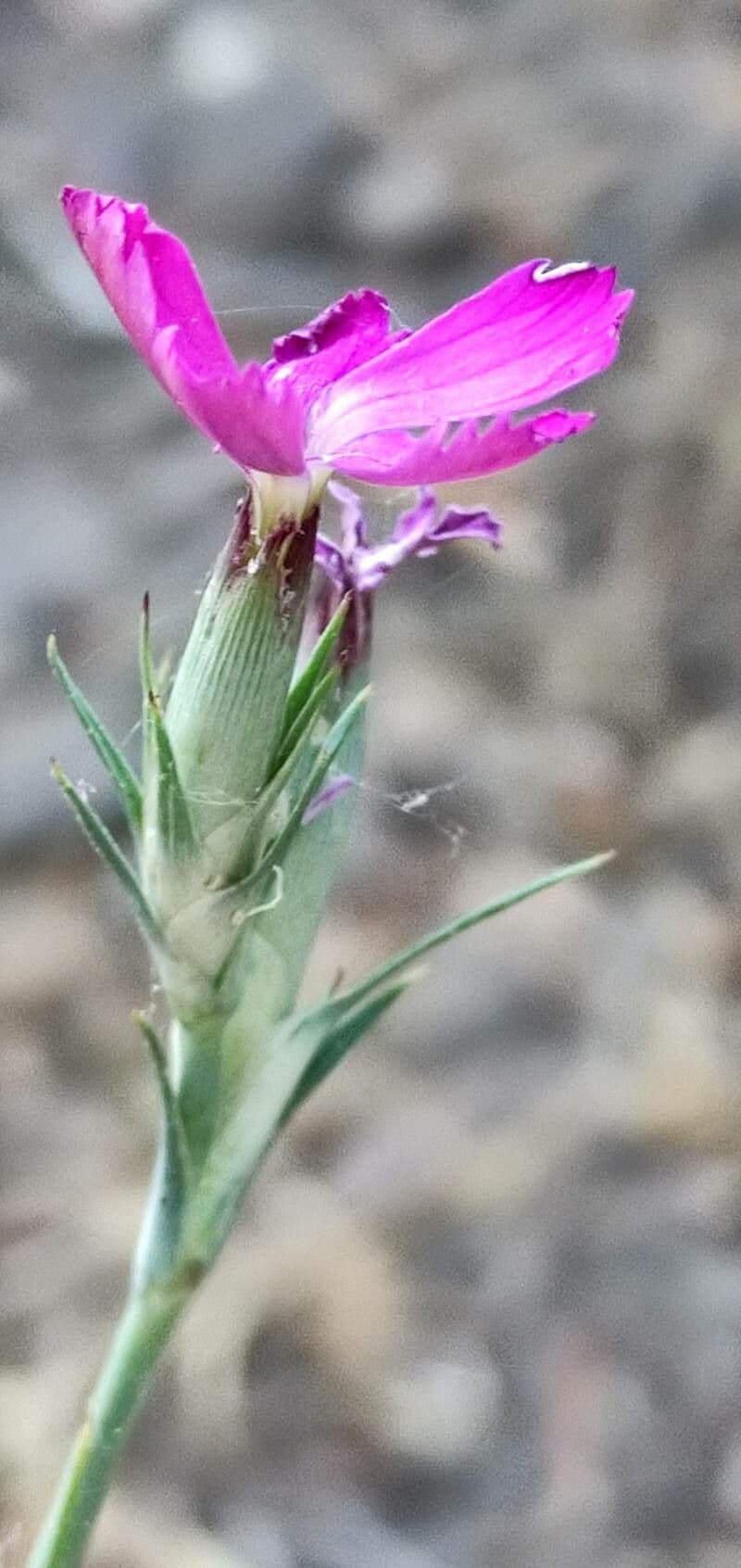 Garofano 2