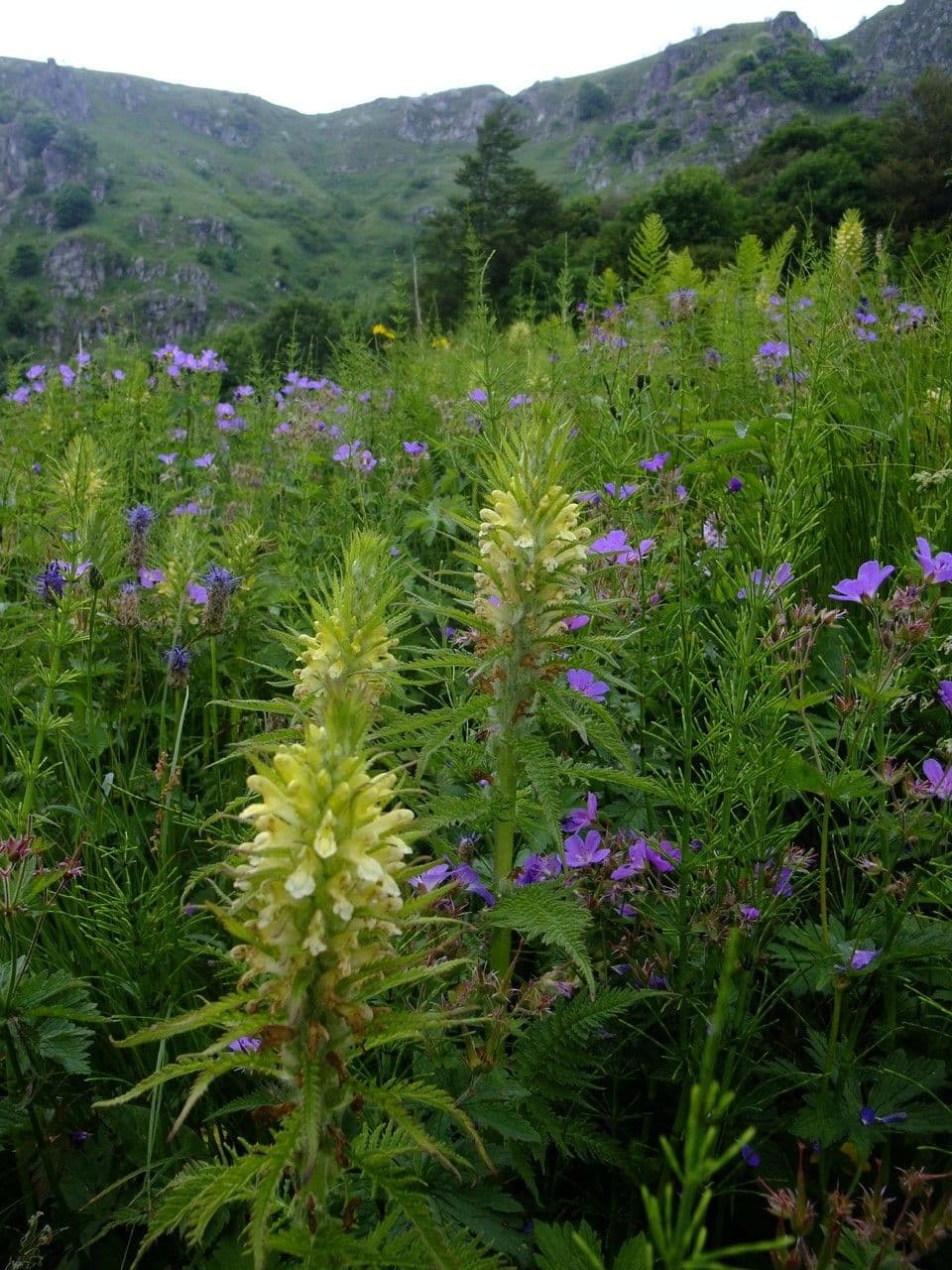 Pedicularis frondosa 11