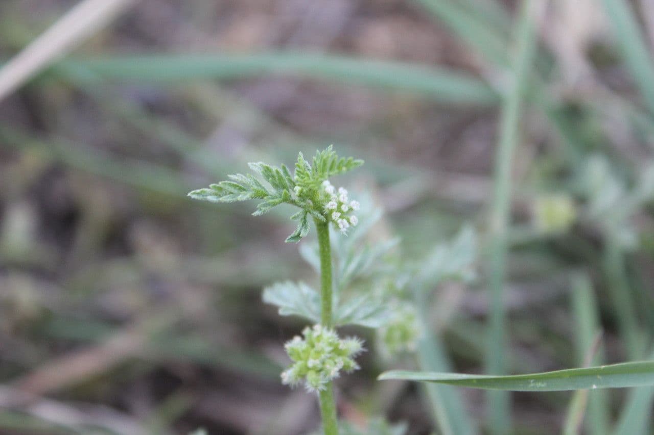 Lappola nodosa 15