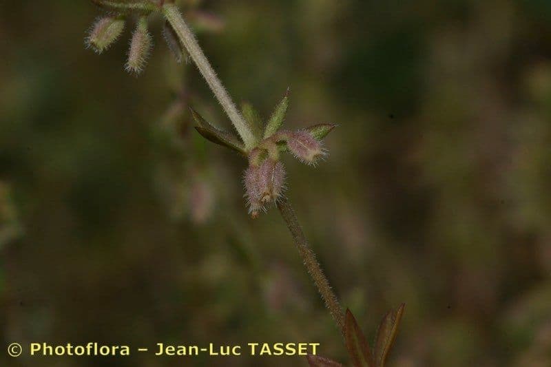 Galium murale 4