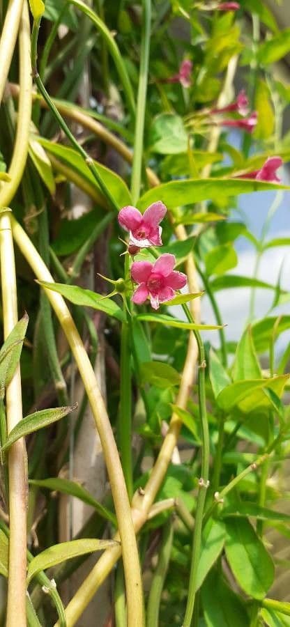 Red jasmine 2