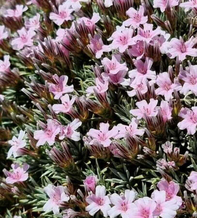 Acantholimon 5