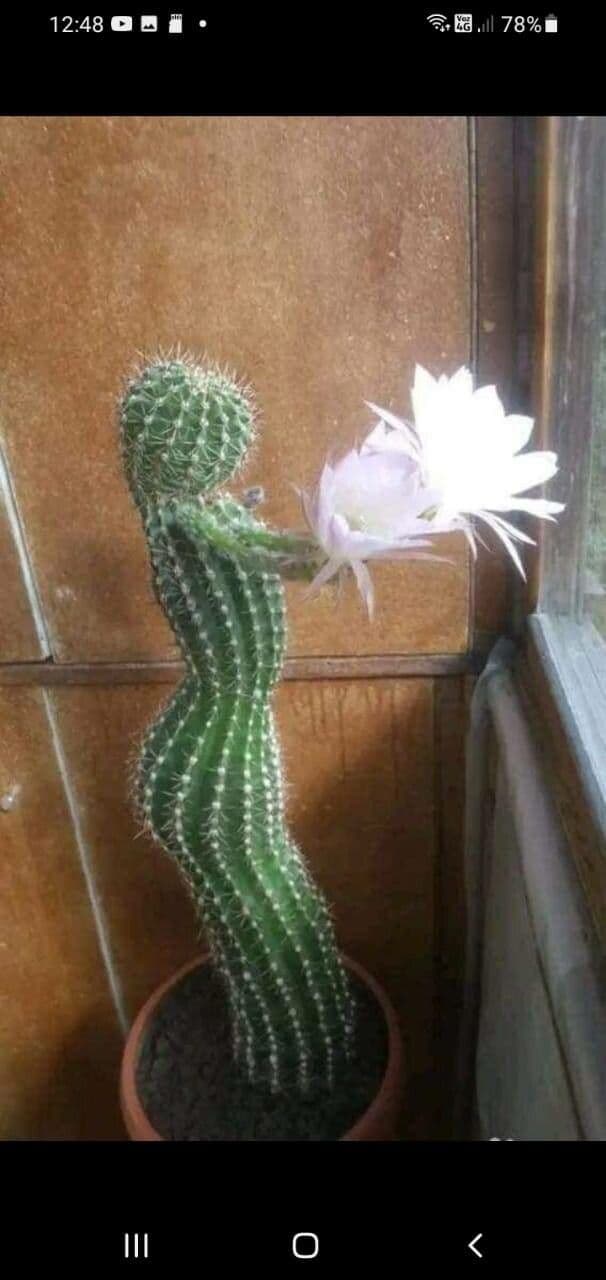 Echinopsis 13