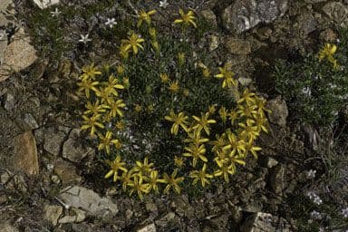 Stenotus acaulis 13