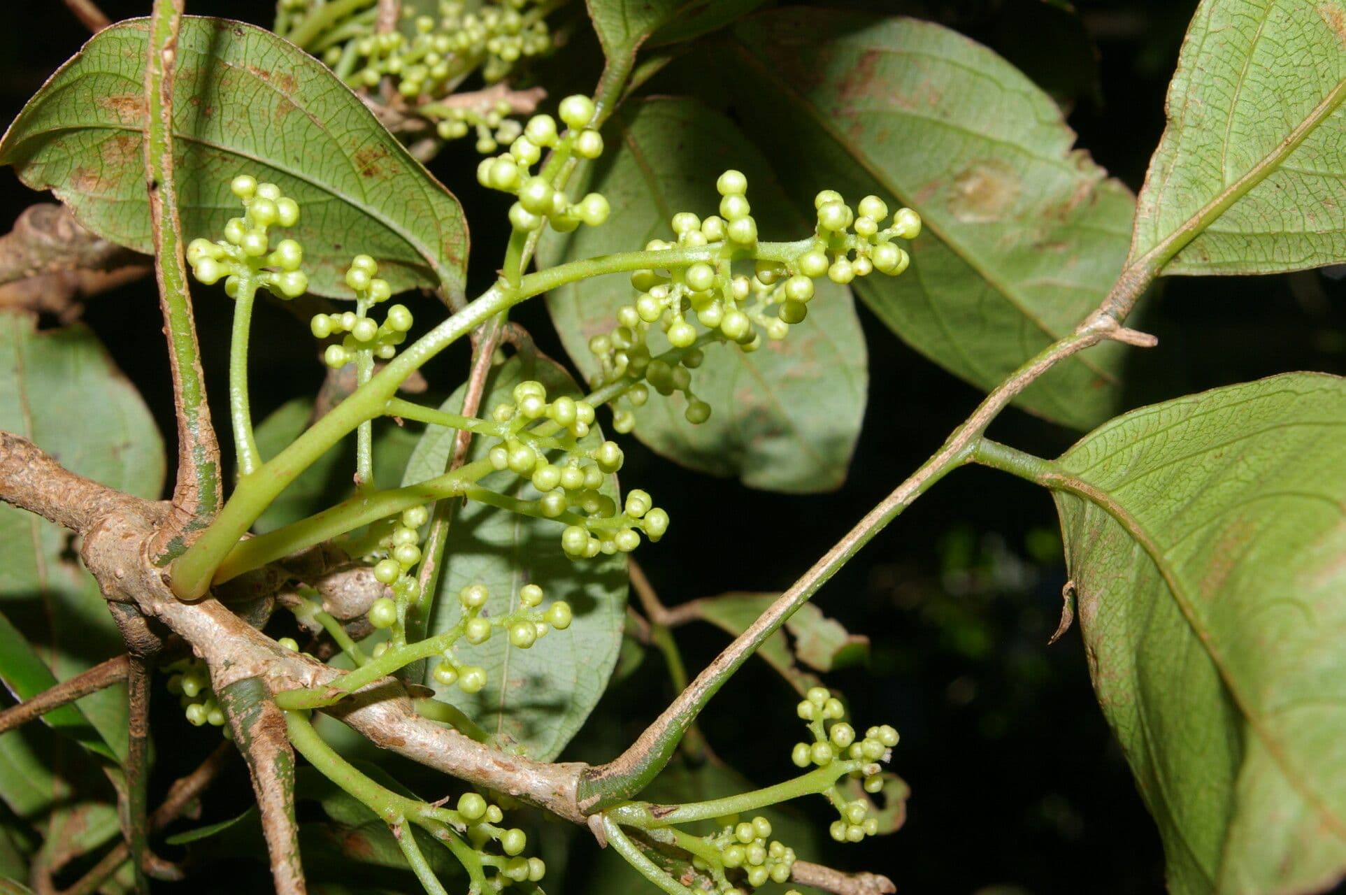 Rourea 3