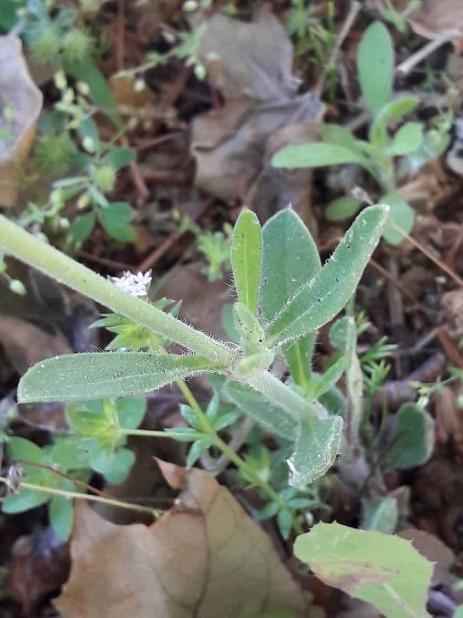 Mediterranean catchfly 20
