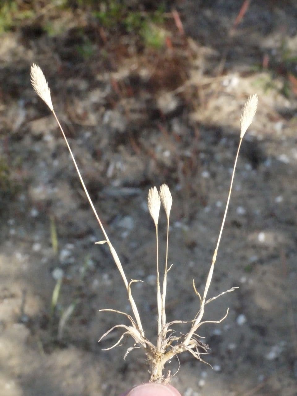 Codolina delle spiagge 24