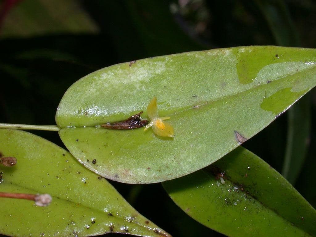 Pleurothallis 10