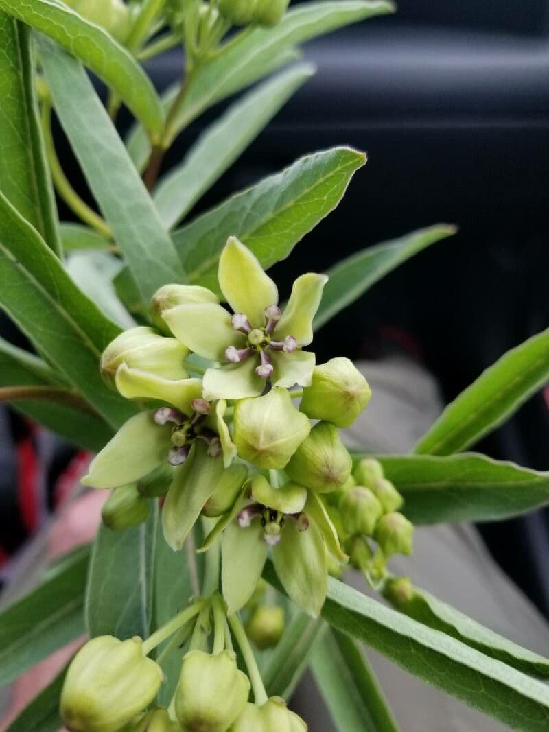 Asclepias viridis 7