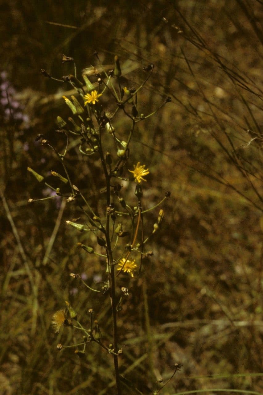 Lattuga pelosa 6