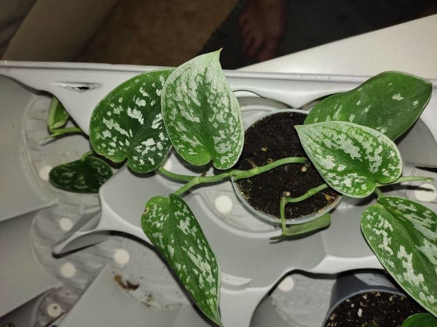 Scindapsus 4