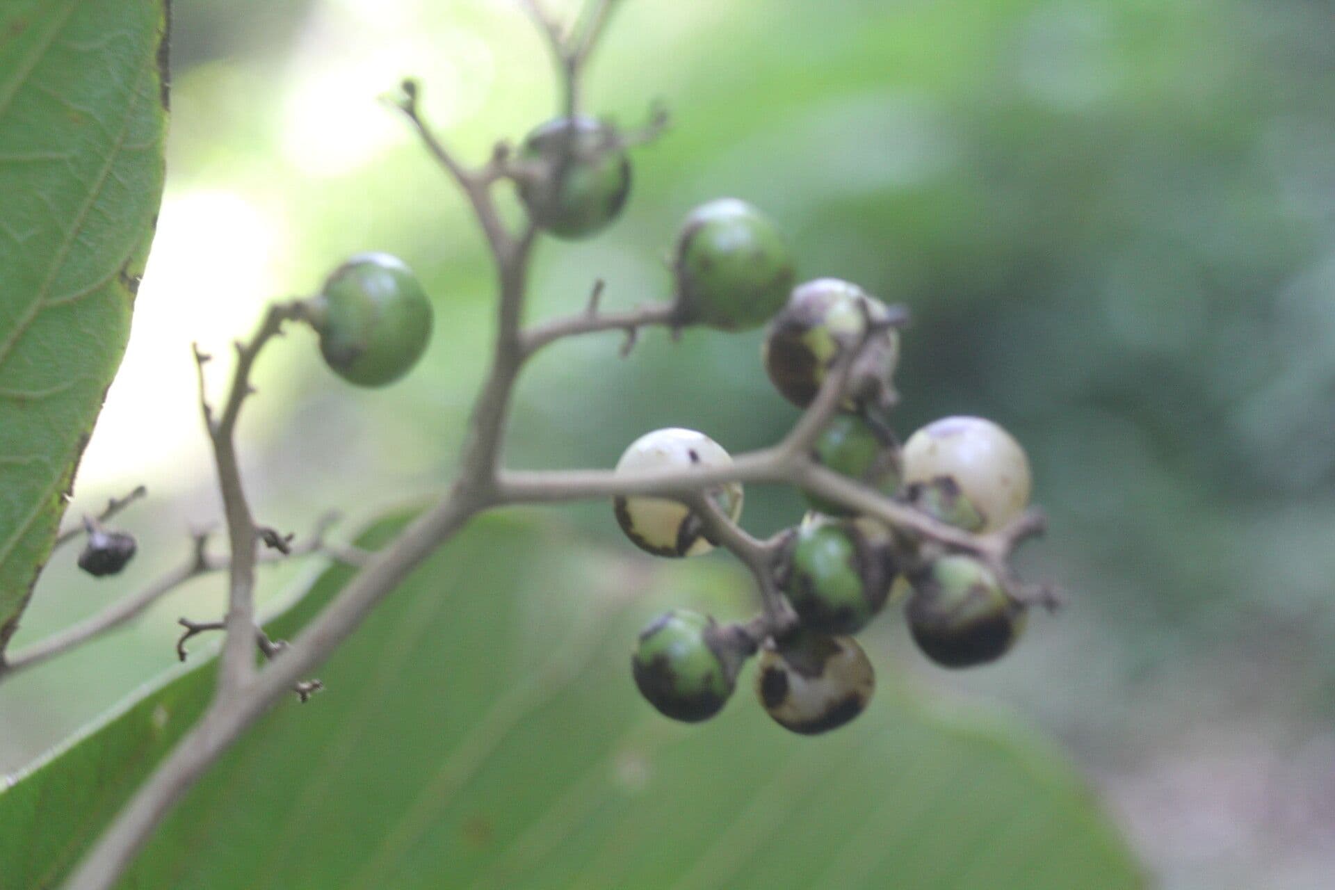 Cordia panamensis 2