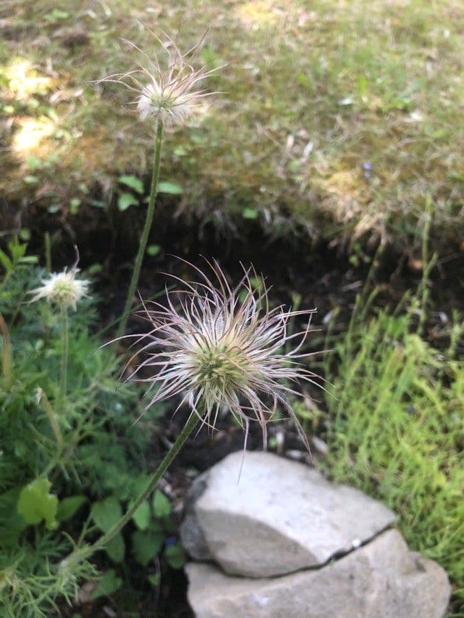 Clematis occidental 3