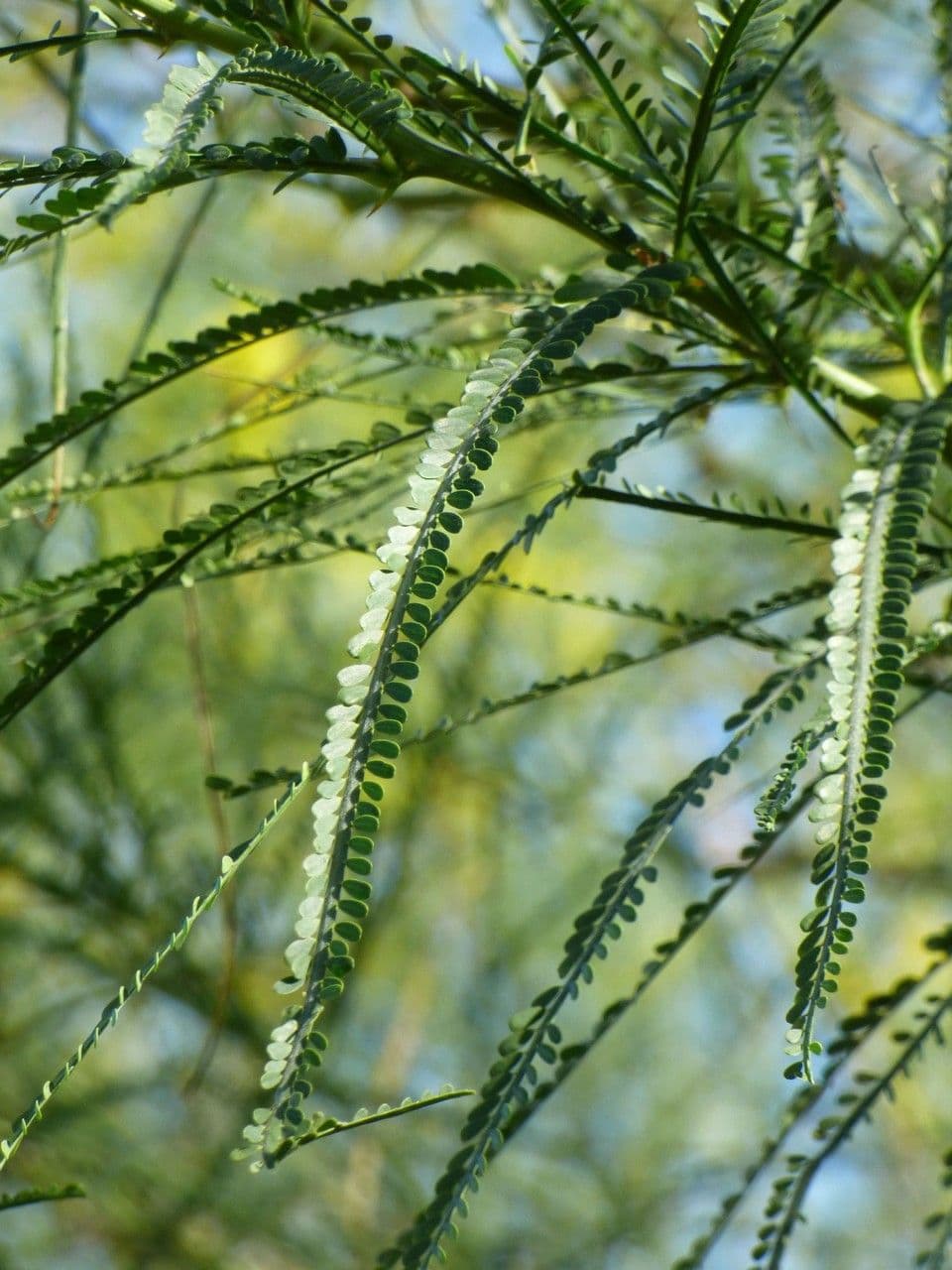 Parkinsonia 18