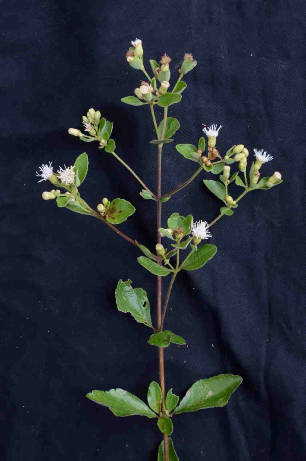 Chromolaena 6
