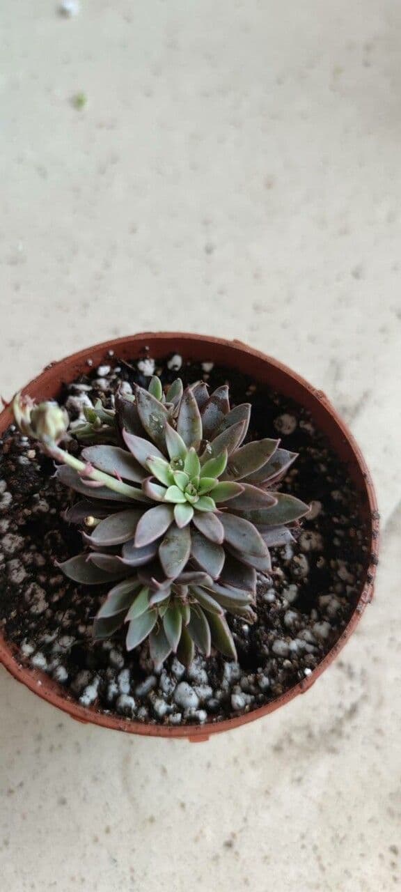 Graptopetalum 8