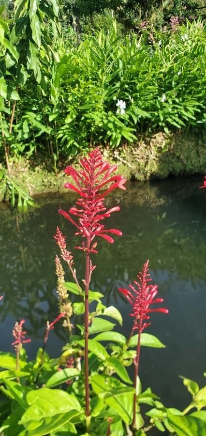 Odontonema 5