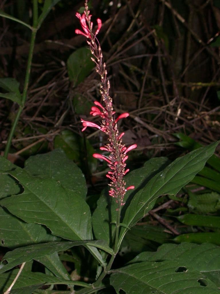 Odontonema tubaeforme 23
