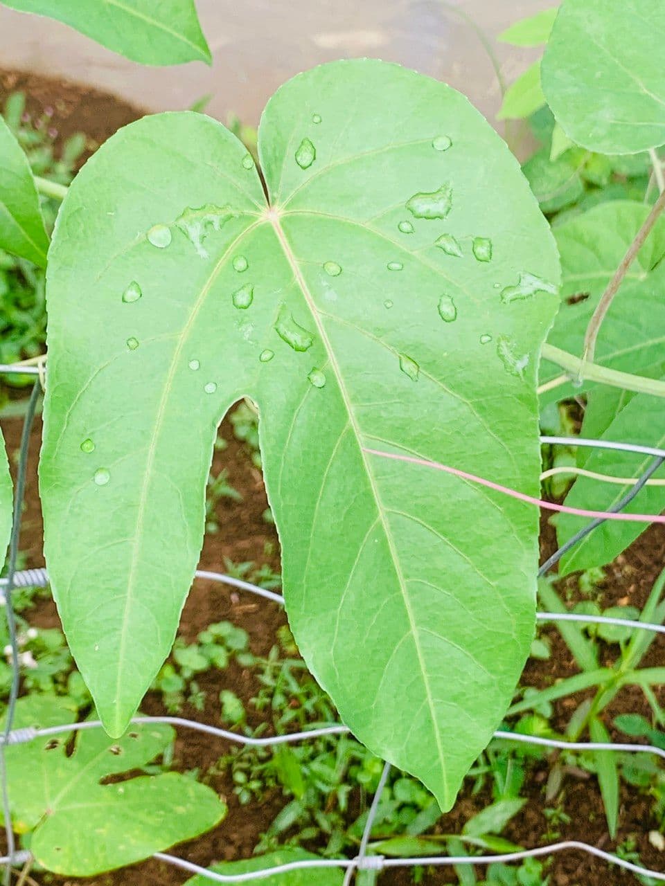 Passiflora 3