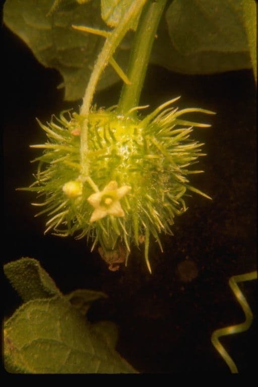 Marah fabacea 2