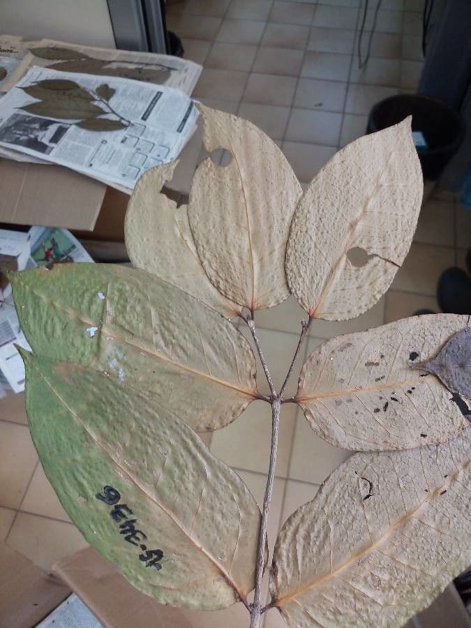 Cassipourea 9