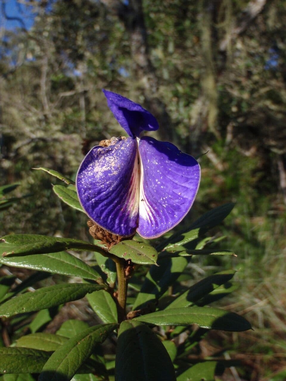 Periandra 2