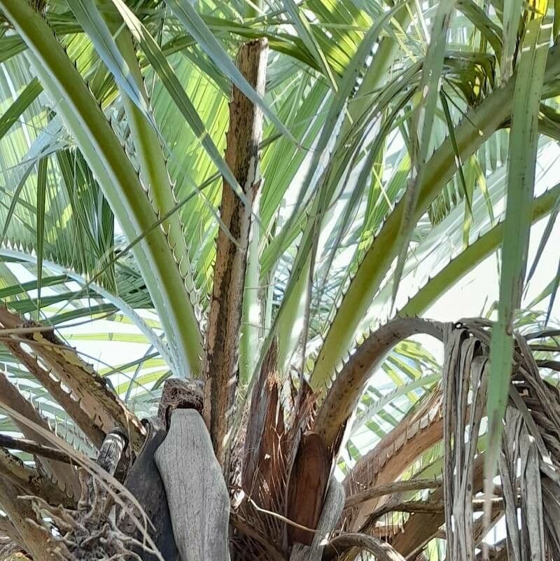 Butia 8