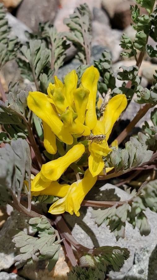 Corydalis dorada 5